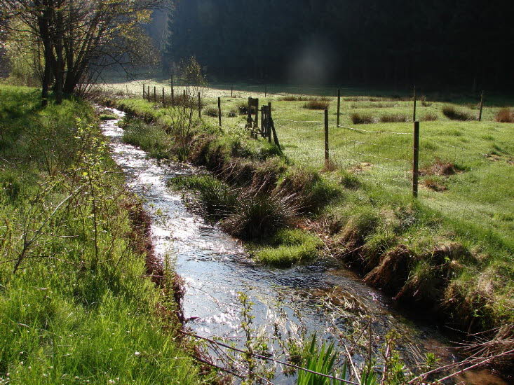 Der Leinbach bei den Schafsweiden