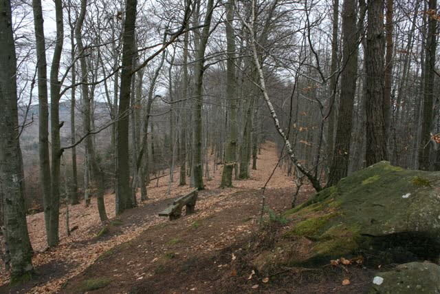 Waldweg bei der Weltachs